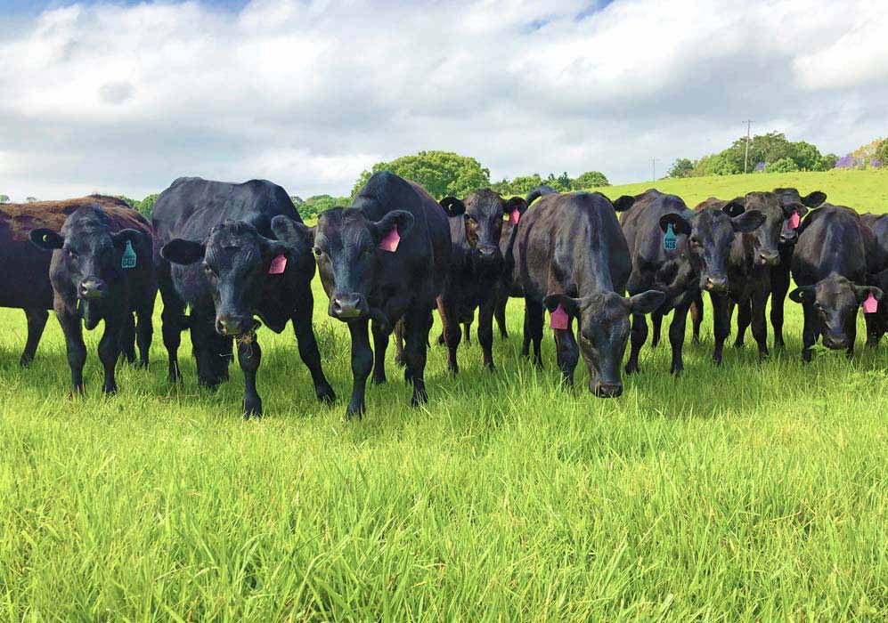 Nimbin Hemp Fed farm