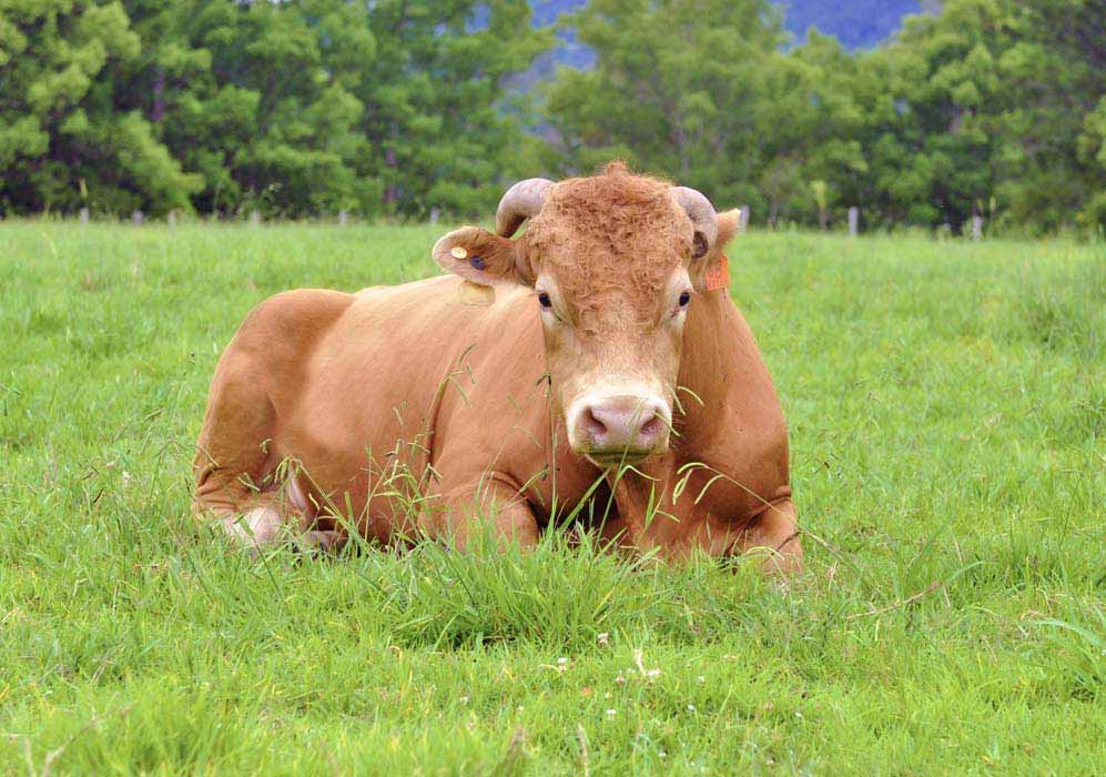 Nimbin Hemp Fed farm