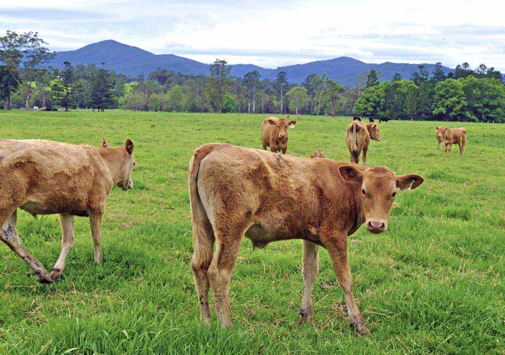 Nimbin Hemp Fed farm